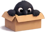 Mena crow sitting in a cardboard box